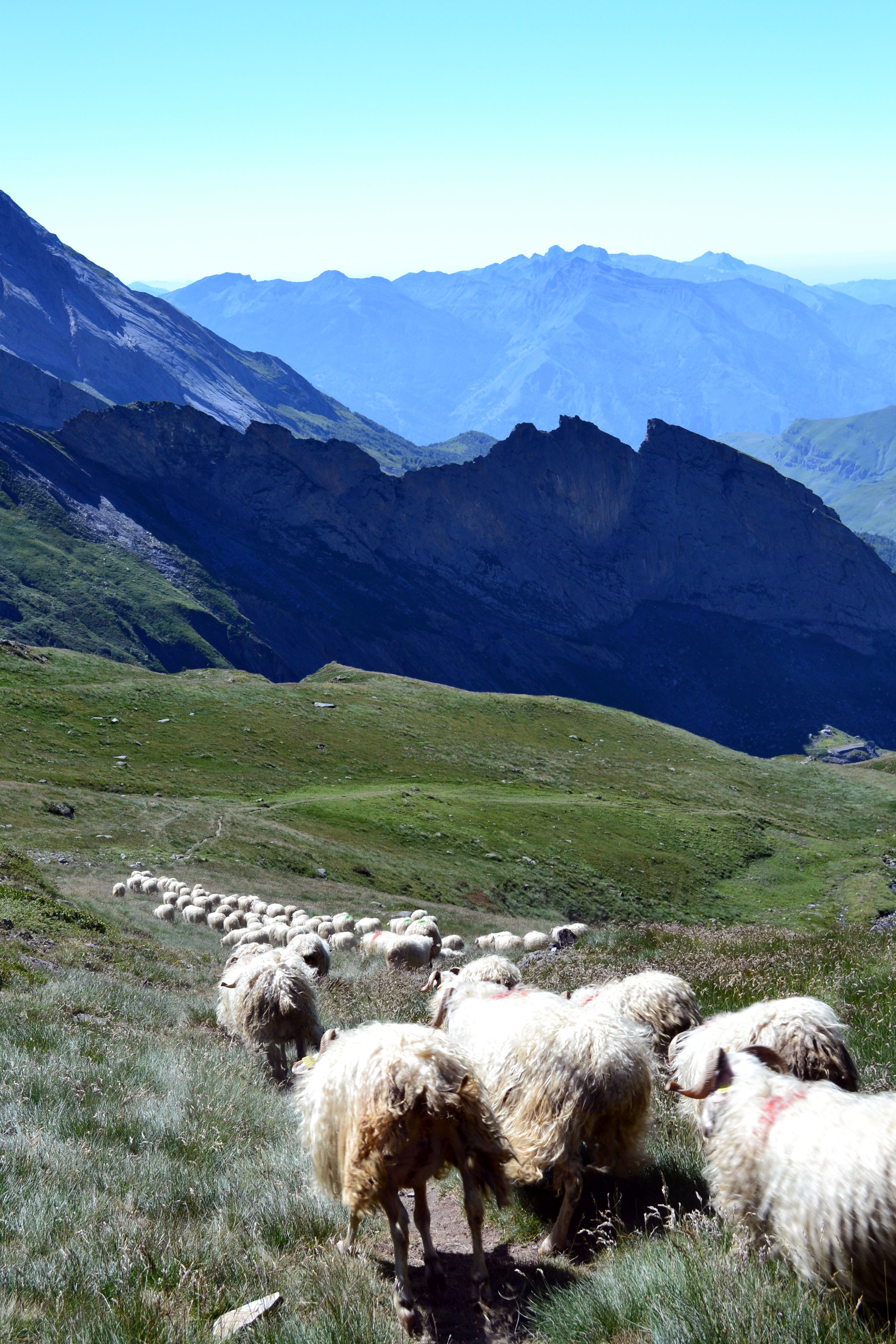 La course de moutons