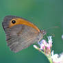 Meadow brown