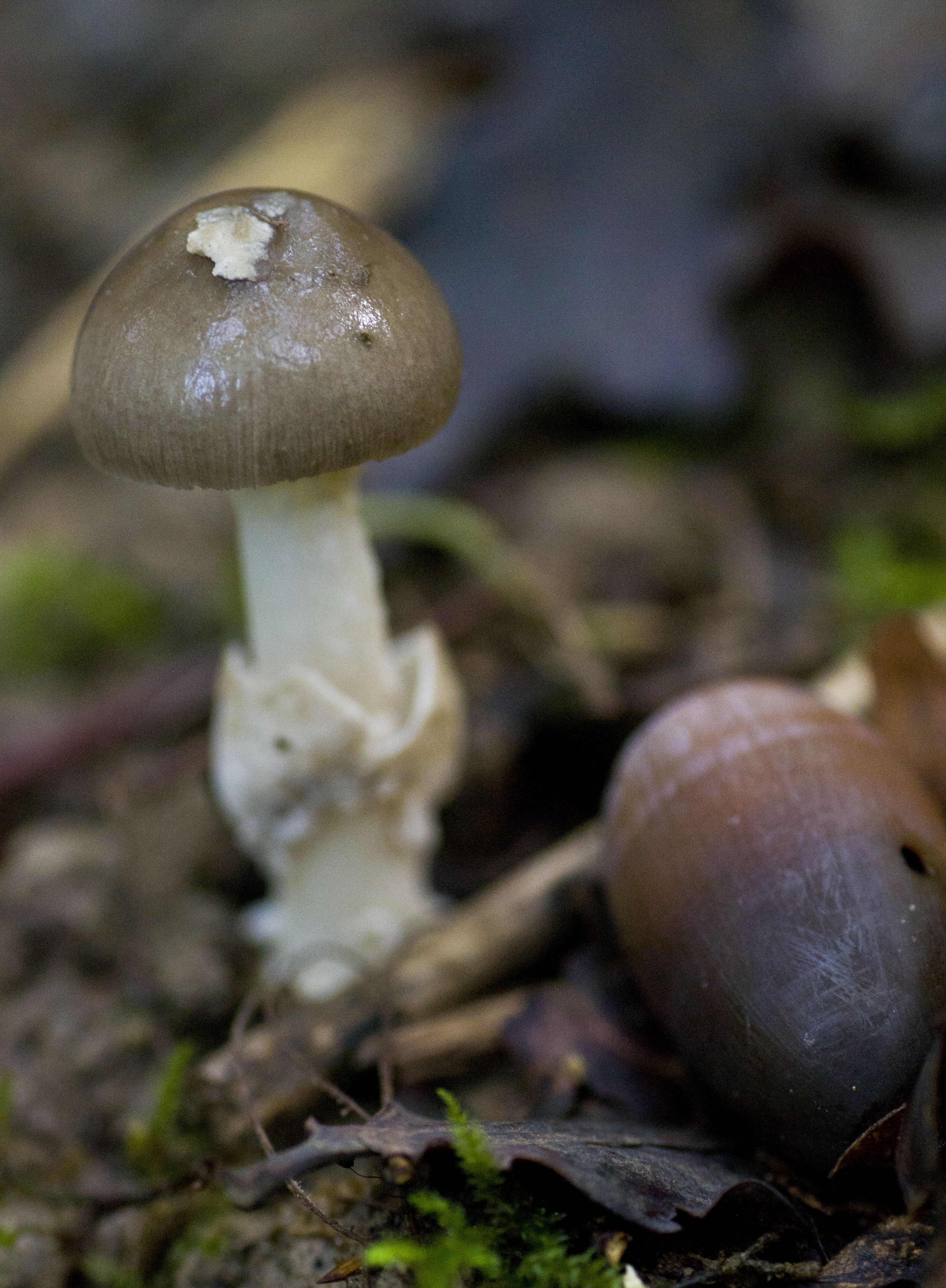 Amanita ? and friend