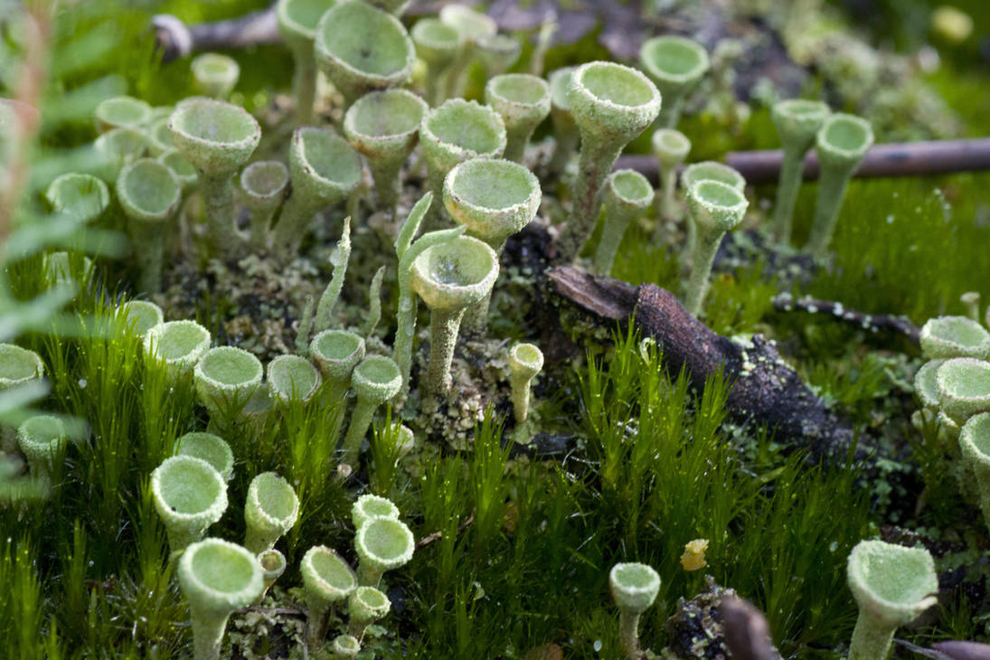 Cladonia fimbriata