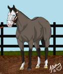 Sky's First Training Show - Halter by TimberLakeLaneEC