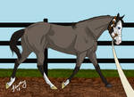 Sky's First Training Show - Lunge by TimberLakeLaneEC