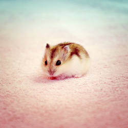 Baby hamster