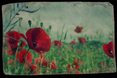 mohn