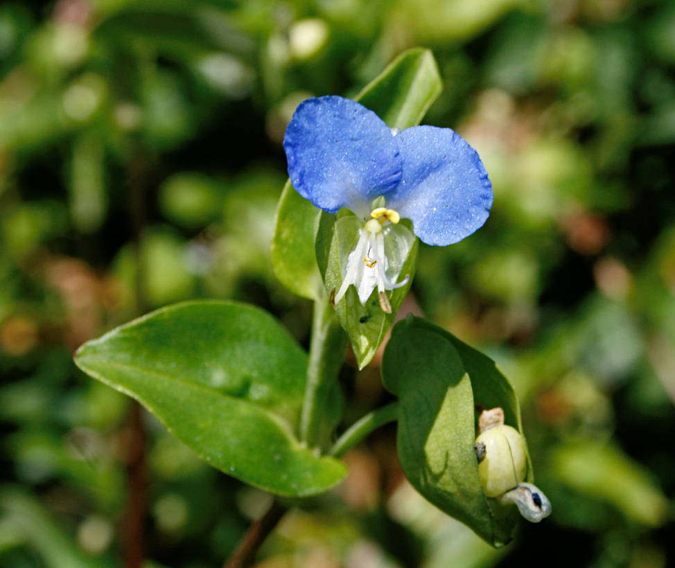 Commelina cyanea lzn by Crematia18 on DeviantArt