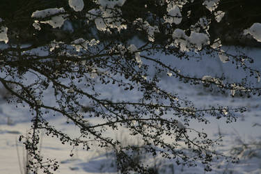 Melting Snow on Sour Cherry Tree Stock 1a