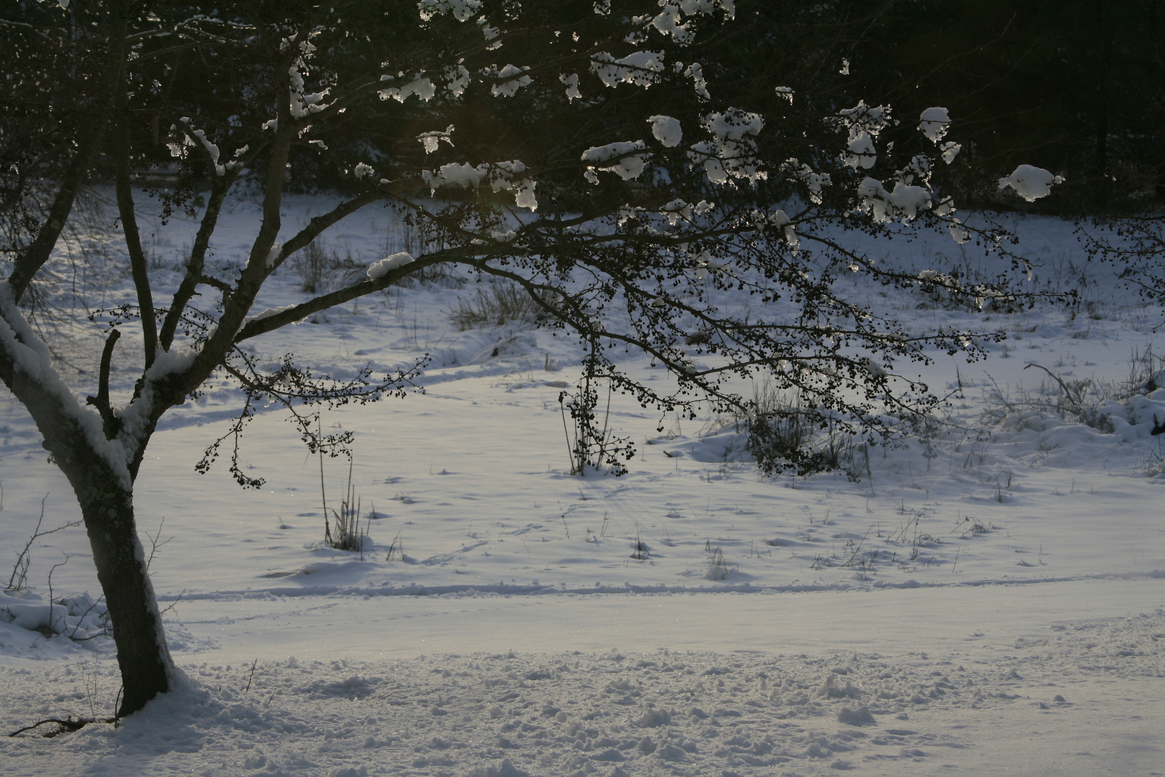 Under Snowy Cherry Tree Stock 1