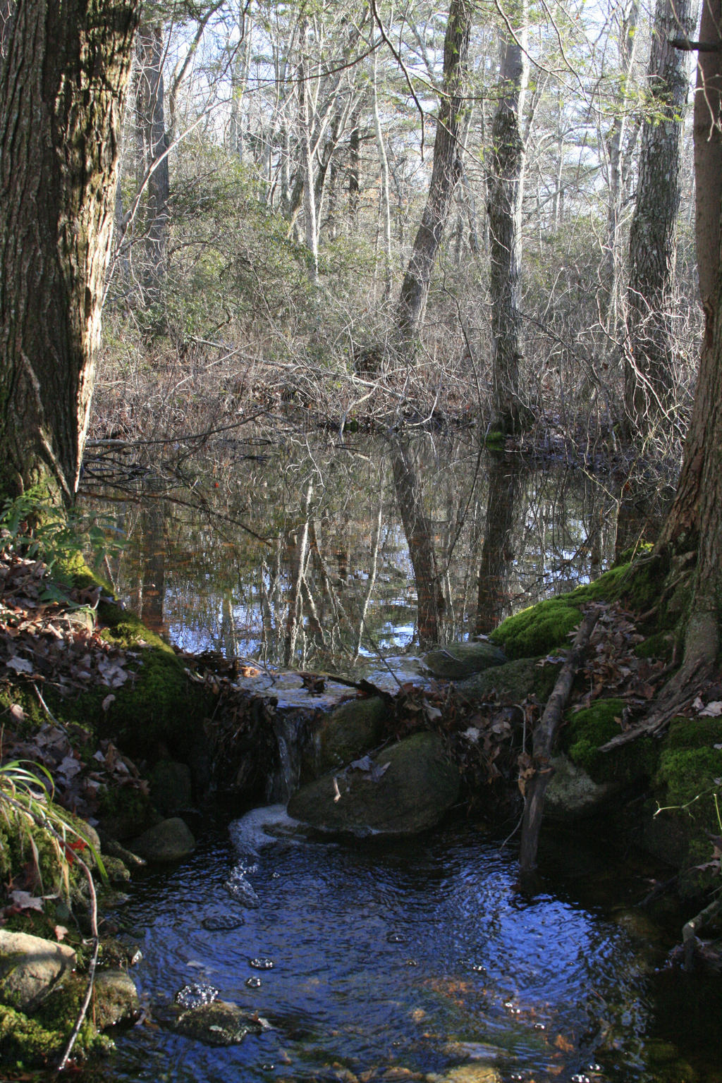 Pafford Springs 2