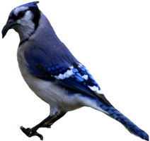 Blue Jay Cutout Stock