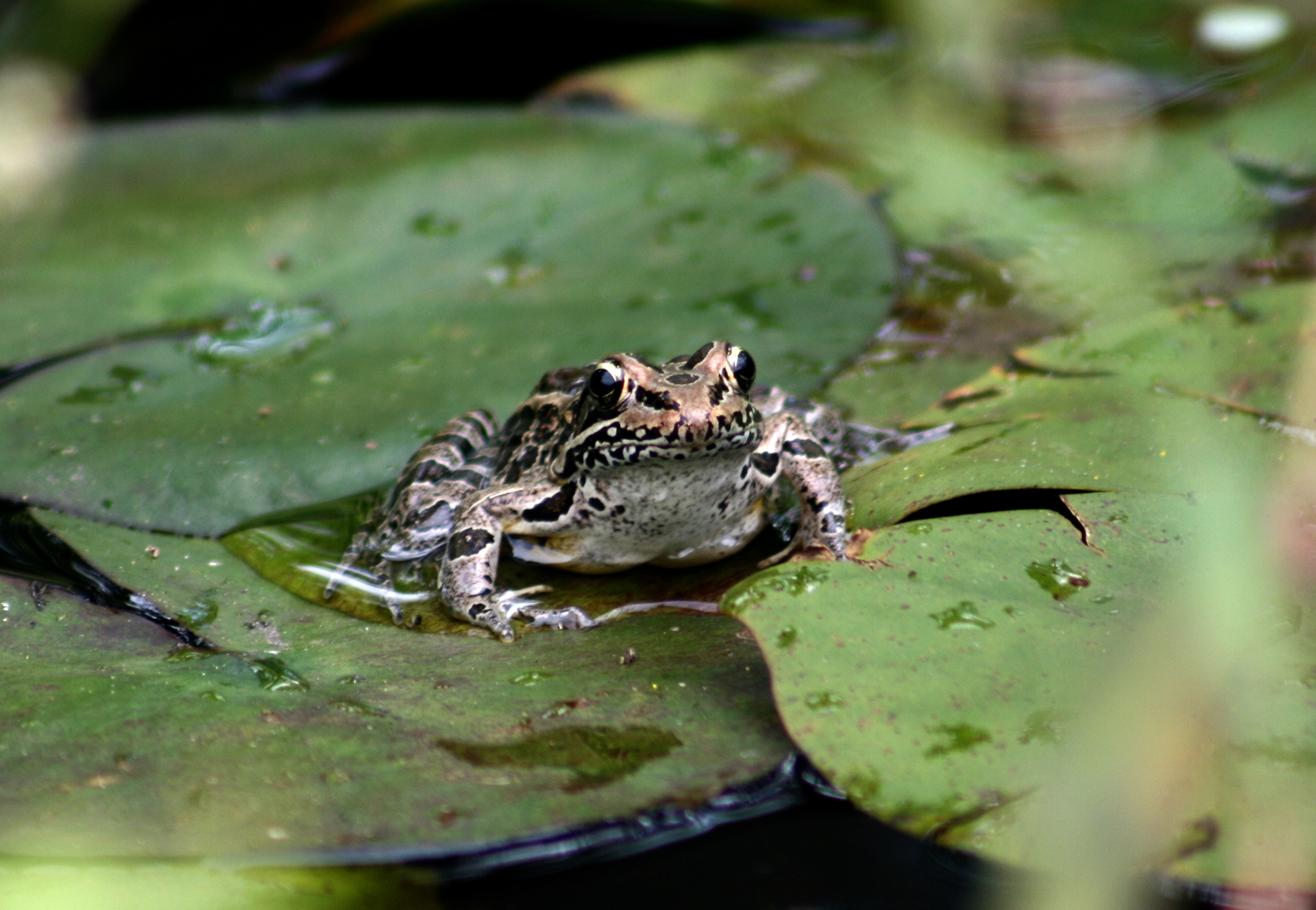 Possibly Pickerel Frog 1b