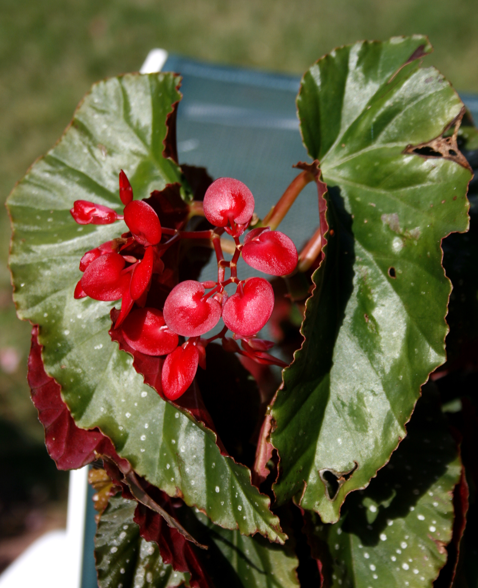 Hearts in Nature