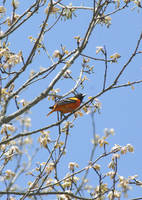 Baltimore Oriole