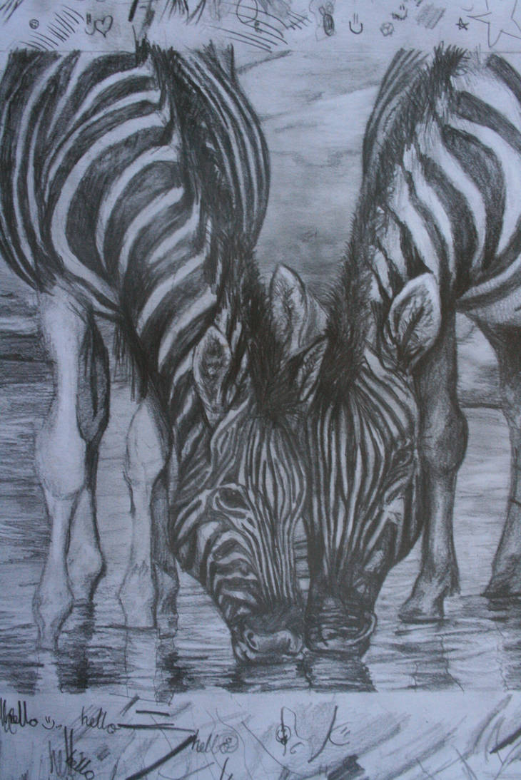 Zebras at a waterhole