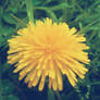 yellow summer