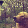 shabby dog 2