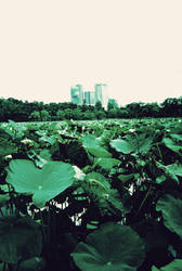 lotus in the city