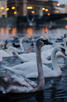 ugly duckling in Prague