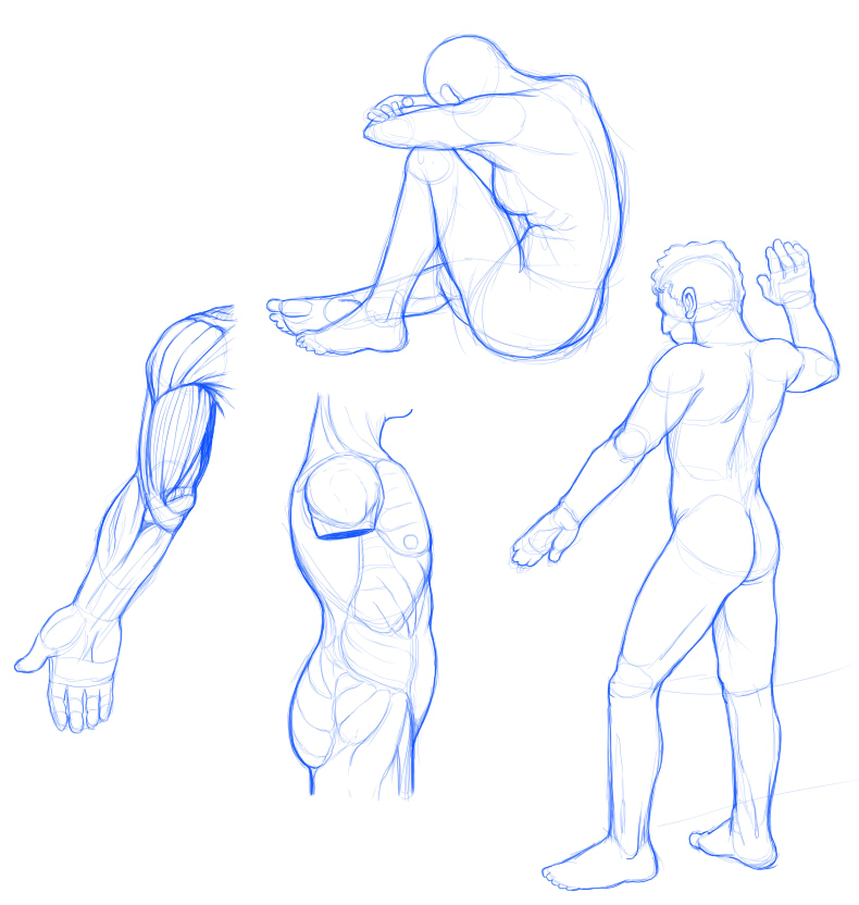 Human Anatomy Practice