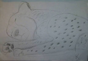 sleeping cheetah sketch