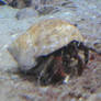 Hermit Crab