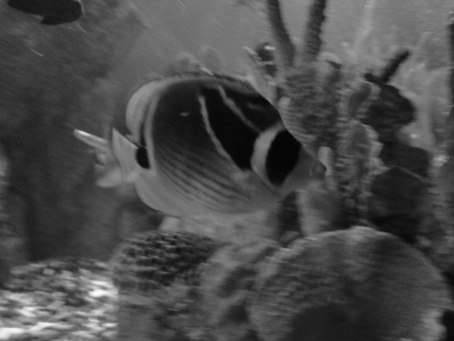 Black and White fish