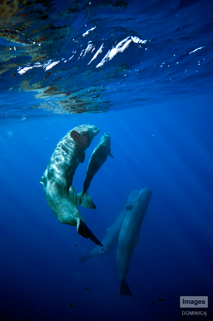 Sperm whales