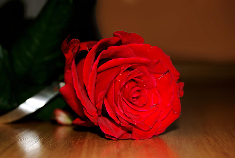 Ti regalero una rosa by marialivia16 on DeviantArt