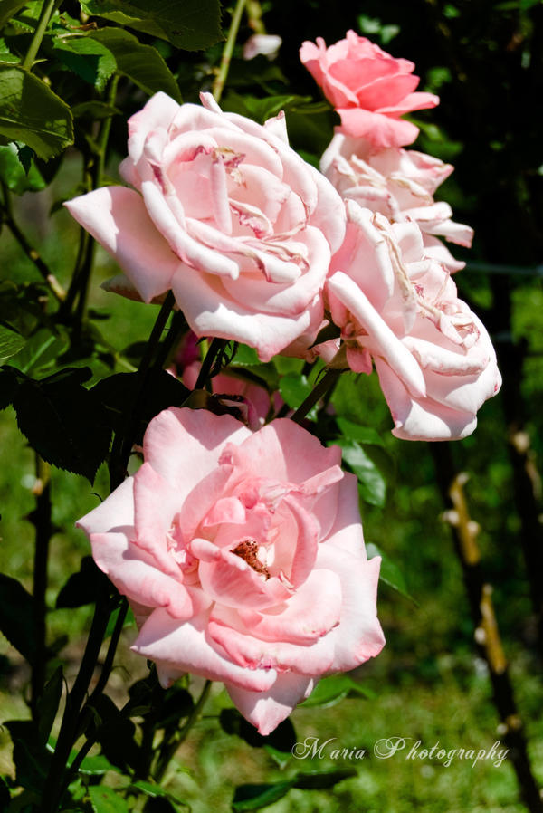Pink Roses Creations Pink roses by marialivia16 on DeviantArt