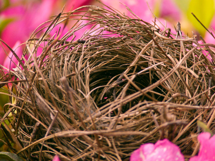 Shelless by Seeker-hw on DeviantArt