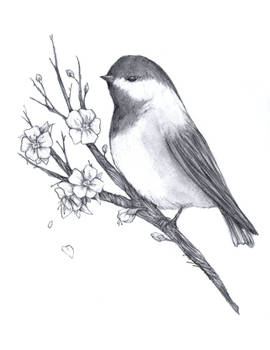 Chickadee