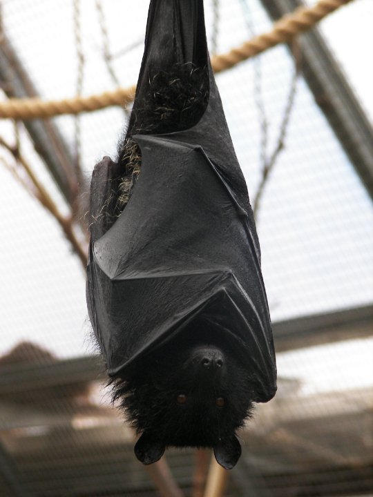 Livingstons Bat by Charlieboy21 on DeviantArt