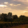 Vineyard
