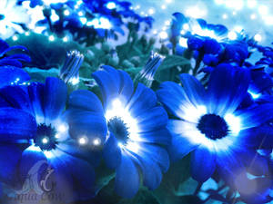 blue flowers 