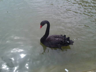 Black swan and white feather