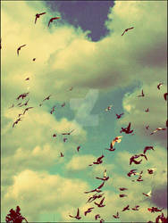 Birds in the sky