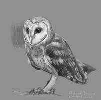 Barn Owls Sketch