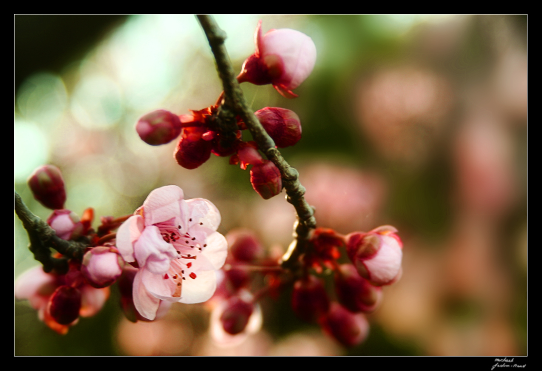 Silky Blossom