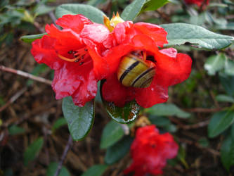 Red Flower with Snail