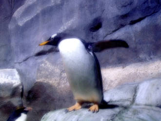 Week 34: Posing Penguin