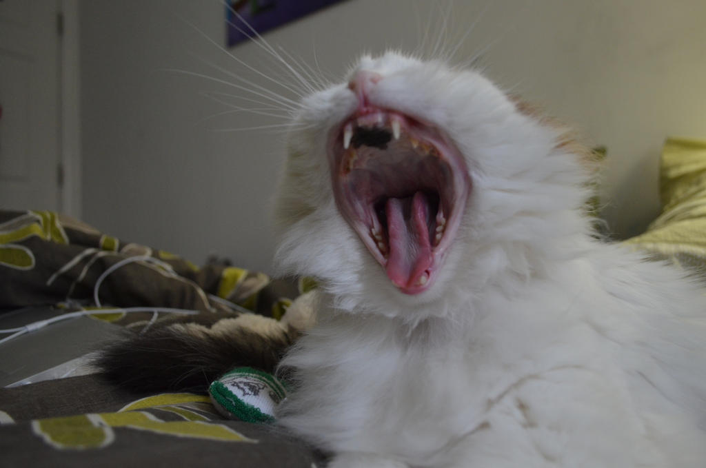 Cats yawn funny by fuqueue on DeviantArt