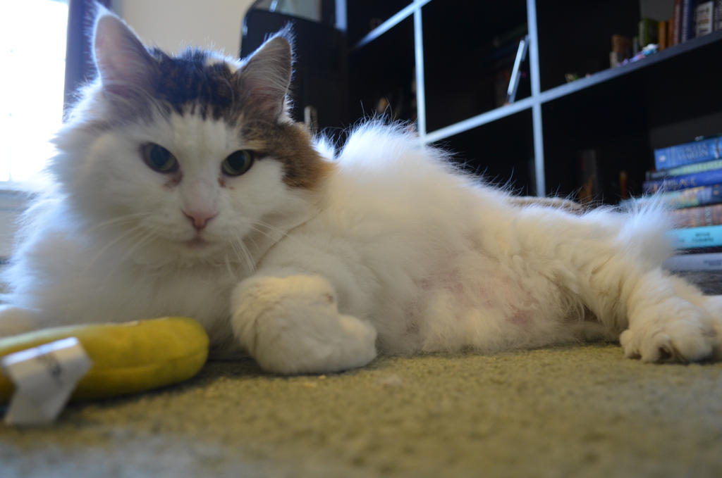 who am i kidding, everything about cats is cute by fuqueue on DeviantArt