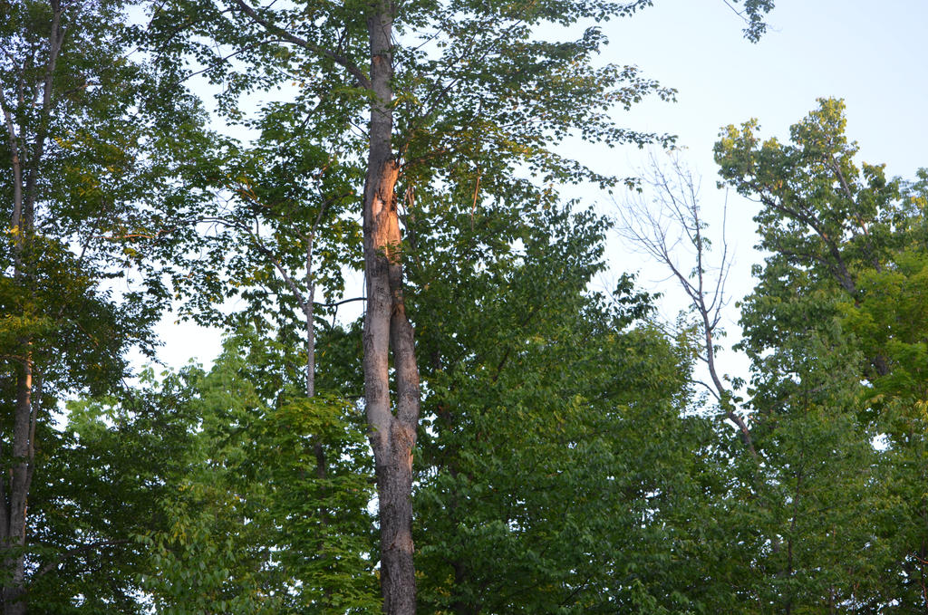 shine bright like this tree by fuqueue on DeviantArt