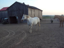 Grey Quarter Horse 1