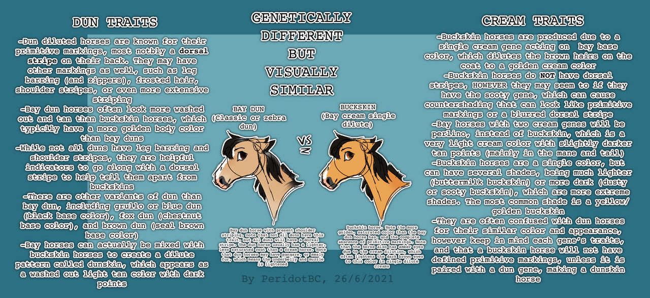 (OUTDATED) BAY DUN VS BUCKSKIN HORSES by PeridotBC on DeviantArt
