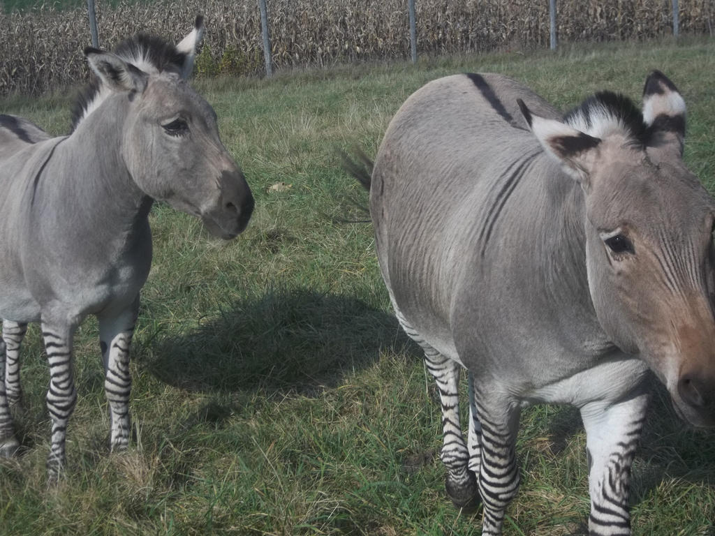 Zebra Donkeys