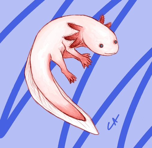 wallpapers Axolotl Drawing Easy precious shush by carnifex atrox