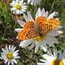 Mountaintop Denizen