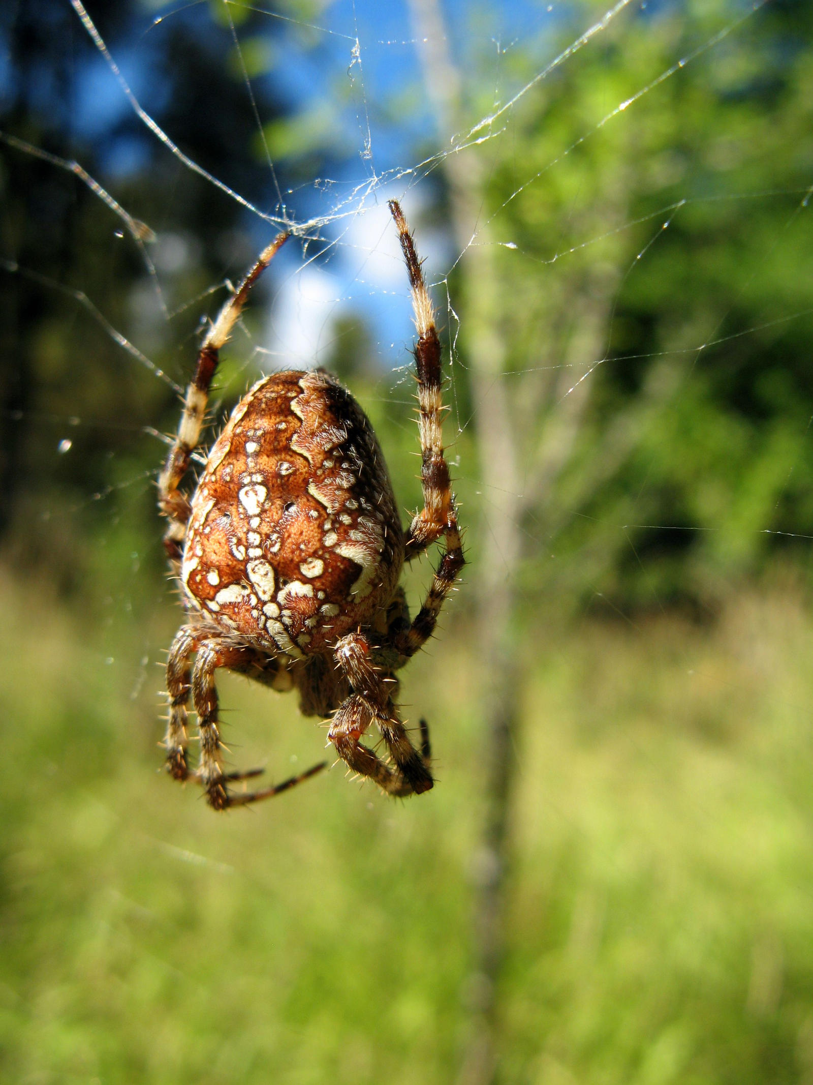 Spider Photo Collection Spider Season Photos Part II by LorienInksong on DeviantArt
