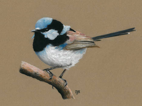 Blue Fairy Wren in pastel