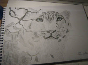 another snow leopard XD